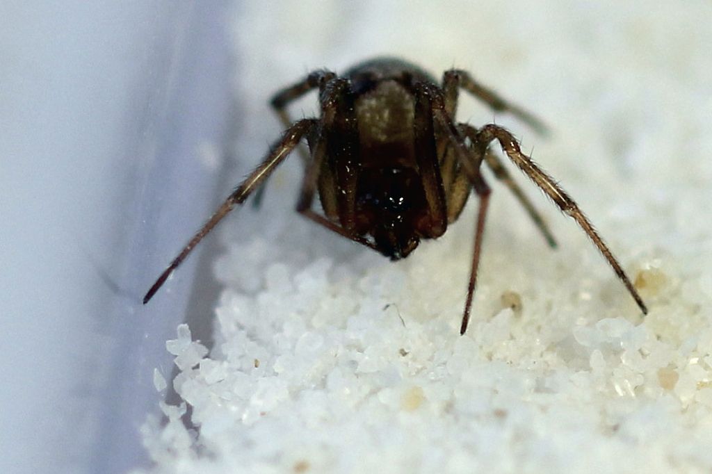 Steatoda triangulosa - Trieste